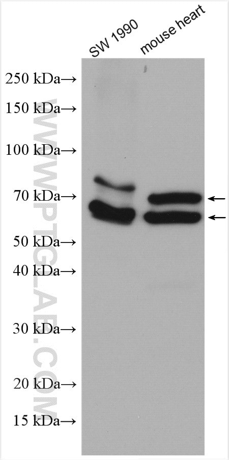 QSOX1 Antibody in Western Blot (WB)