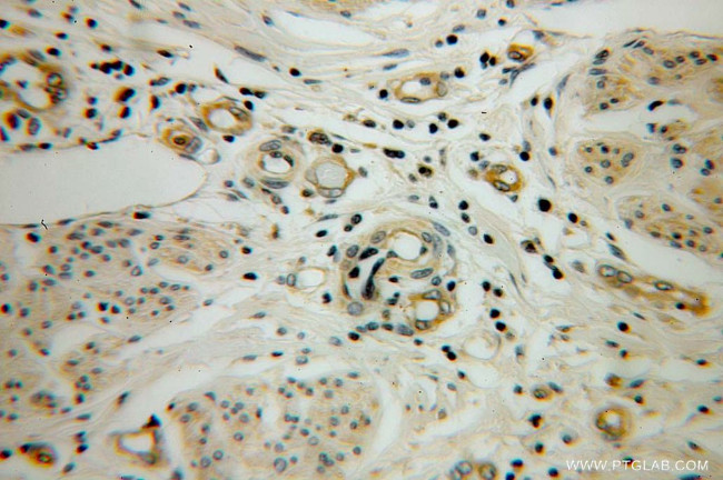 PPID Antibody in Immunohistochemistry (Paraffin) (IHC (P))