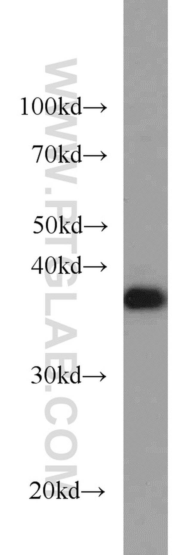 PPID Antibody in Western Blot (WB)