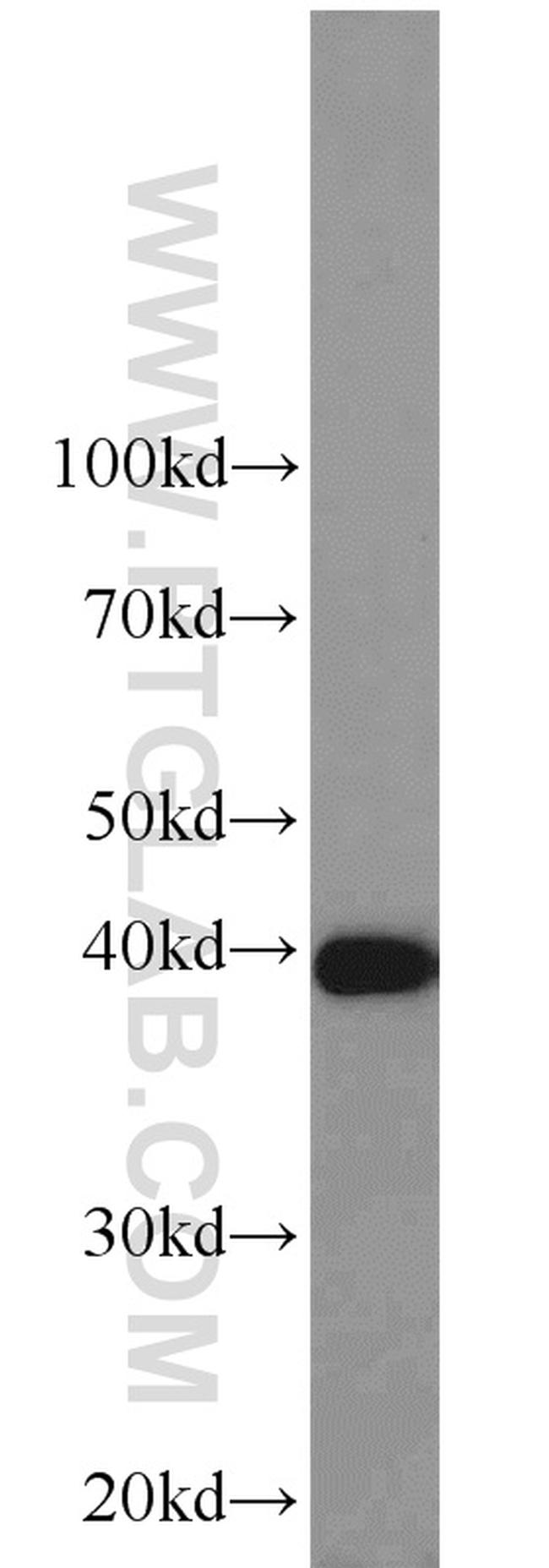 PPID Antibody in Western Blot (WB)