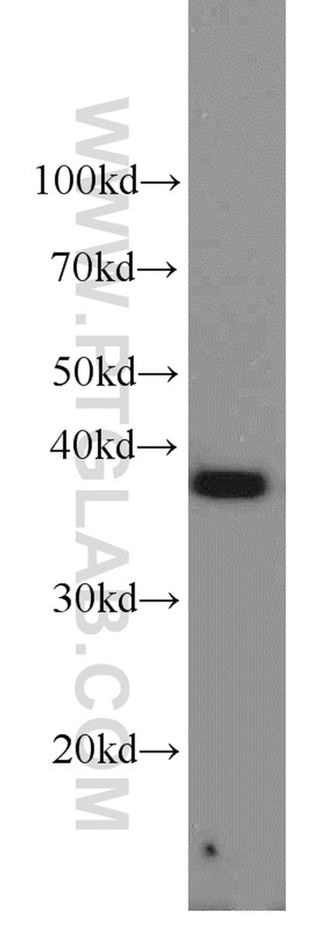 PPID Antibody in Western Blot (WB)