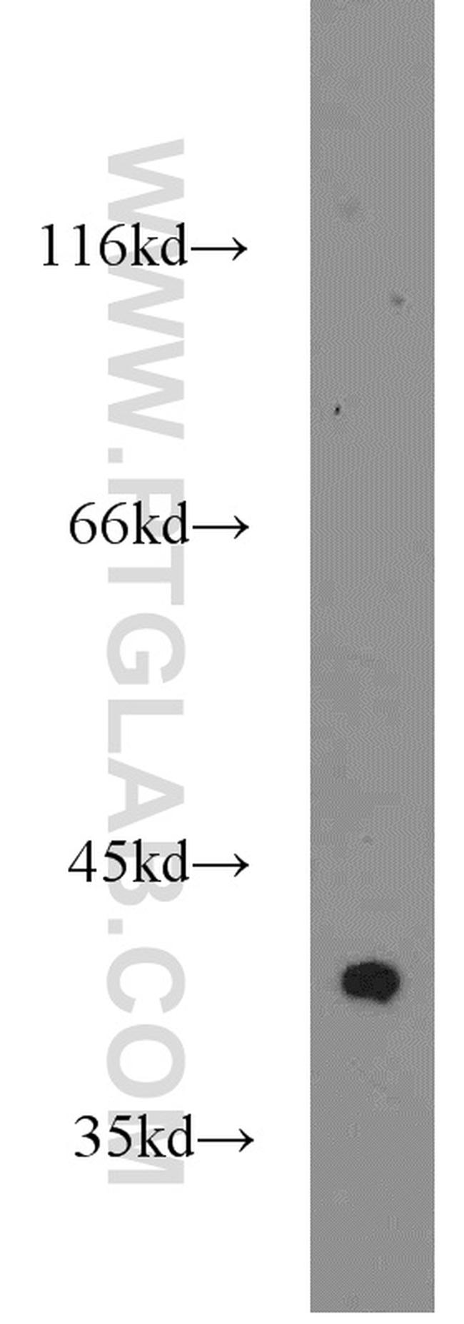 PPID Antibody in Western Blot (WB)