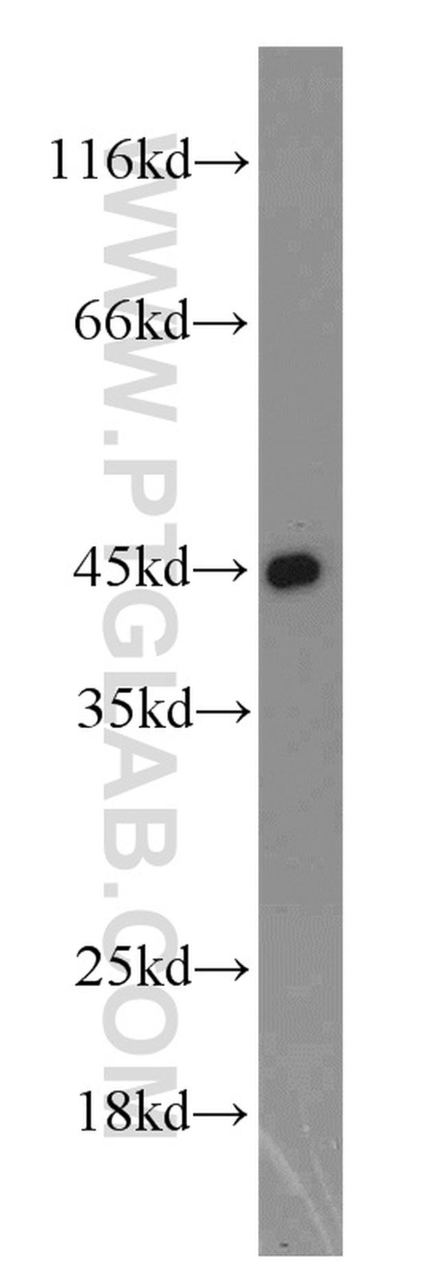 PPID Antibody in Western Blot (WB)