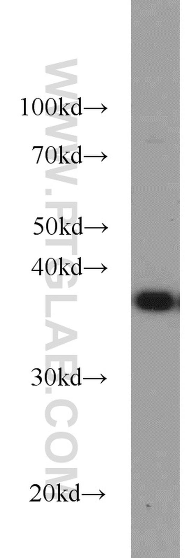 PPID Antibody in Western Blot (WB)