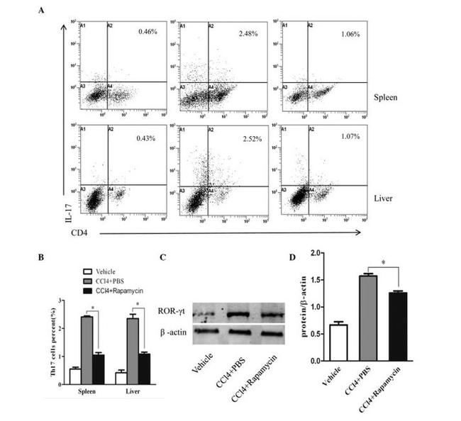 IL-17A Antibody in Flow Cytometry (Flow)