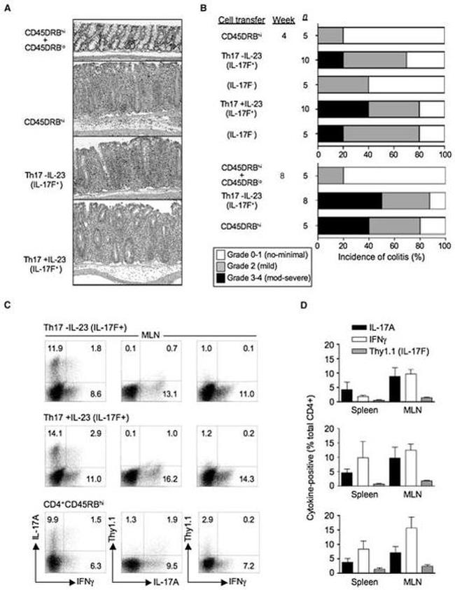 IL-17F Antibody in Flow Cytometry (Flow)