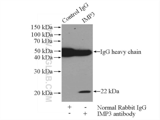 IMP3 Antibody in Immunoprecipitation (IP)