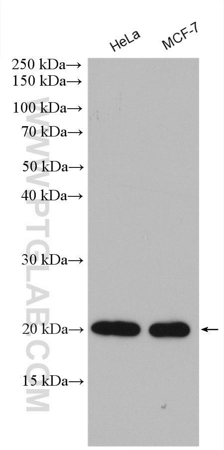 IMP3 Antibody in Western Blot (WB)