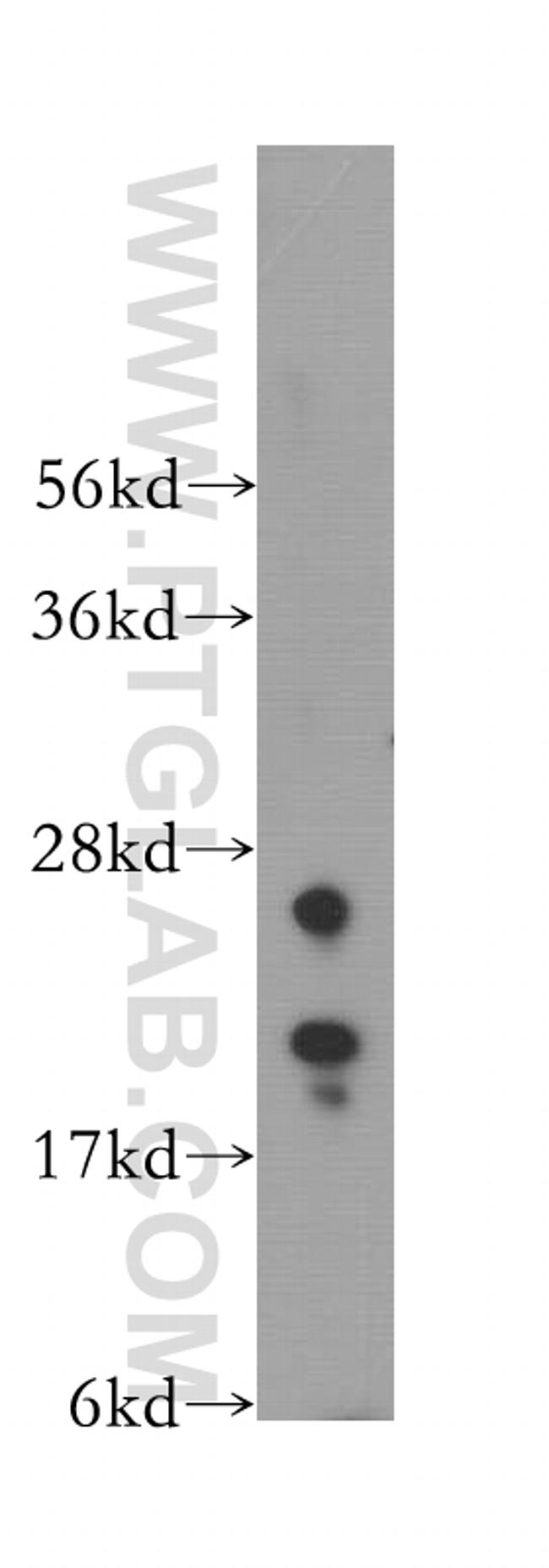 IMP3 Antibody in Western Blot (WB)