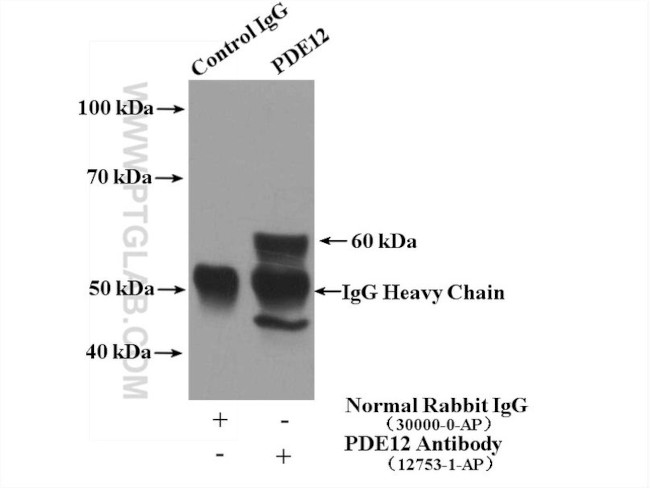 PDE12 Antibody in Immunoprecipitation (IP)