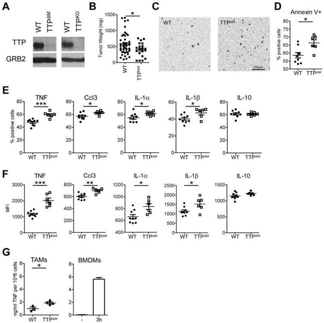 CCL3 (MIP-1 alpha) Antibody in Flow Cytometry (Flow)