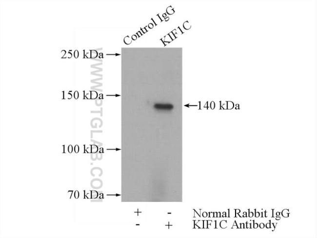 KIF1C Antibody in Immunoprecipitation (IP)