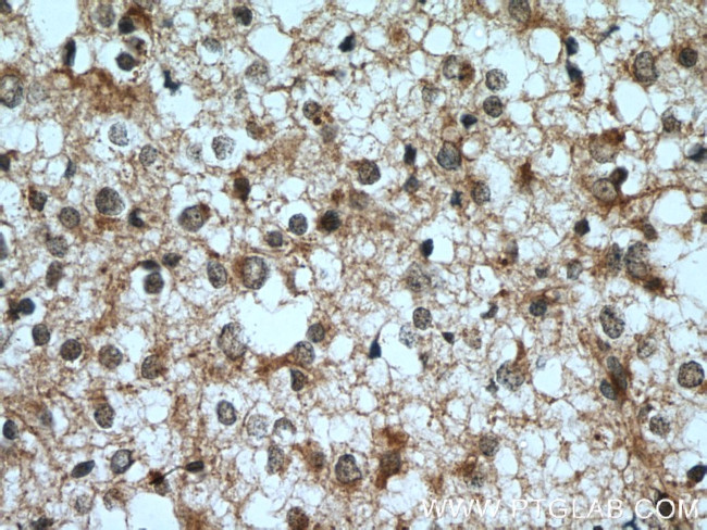 ELMOD1 Antibody in Immunohistochemistry (Paraffin) (IHC (P))