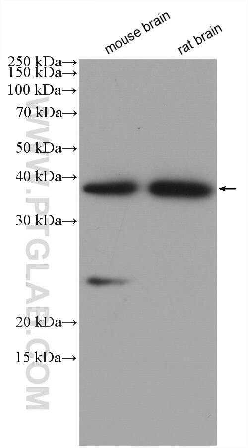 ELMOD1 Antibody in Western Blot (WB)