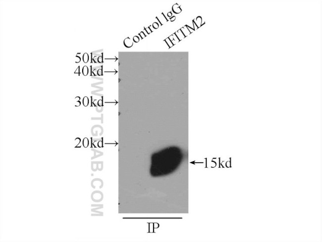 IFITM2 Antibody in Immunoprecipitation (IP)