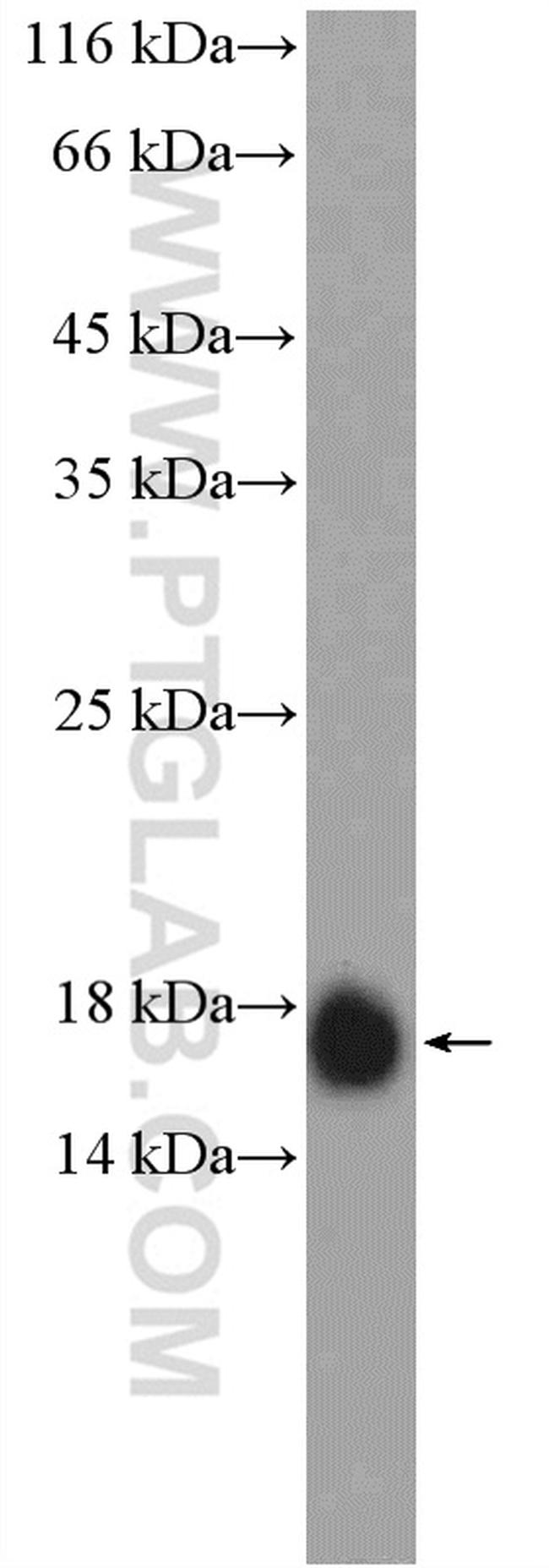 IFITM2 Antibody in Western Blot (WB)