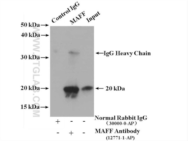 MAFF Antibody in Immunoprecipitation (IP)