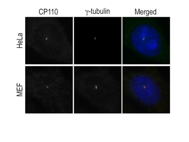 CP110 Antibody in Immunocytochemistry (ICC/IF)