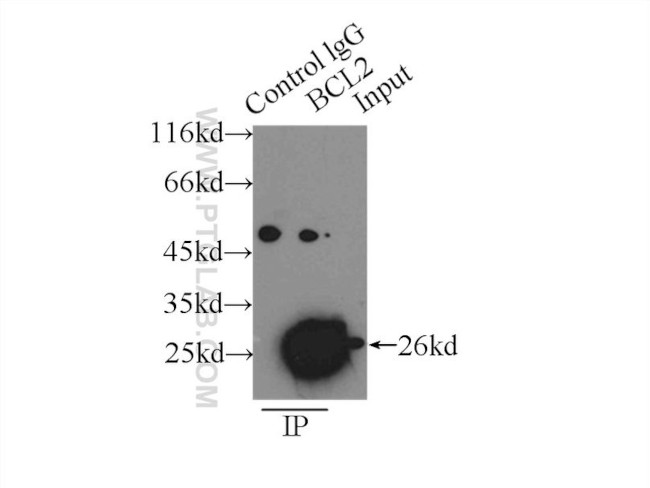 BCL2 Antibody in Immunoprecipitation (IP)