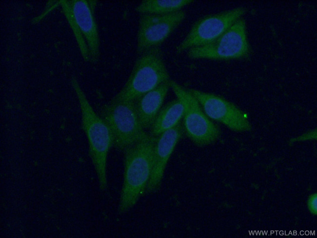 HAAO Antibody in Immunocytochemistry (ICC/IF)