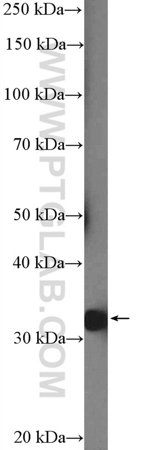 HAAO Antibody in Western Blot (WB)