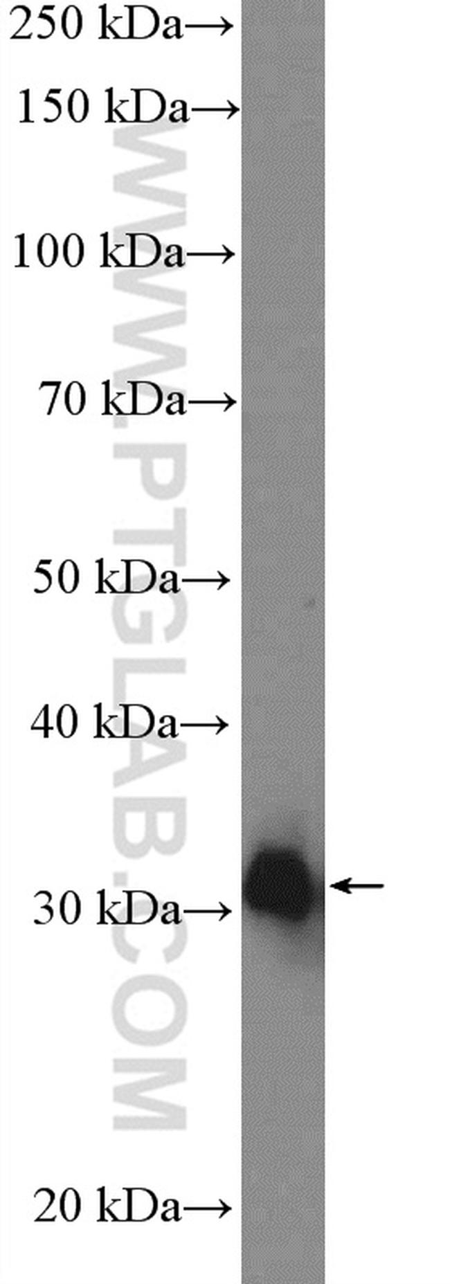 HAAO Antibody in Western Blot (WB)