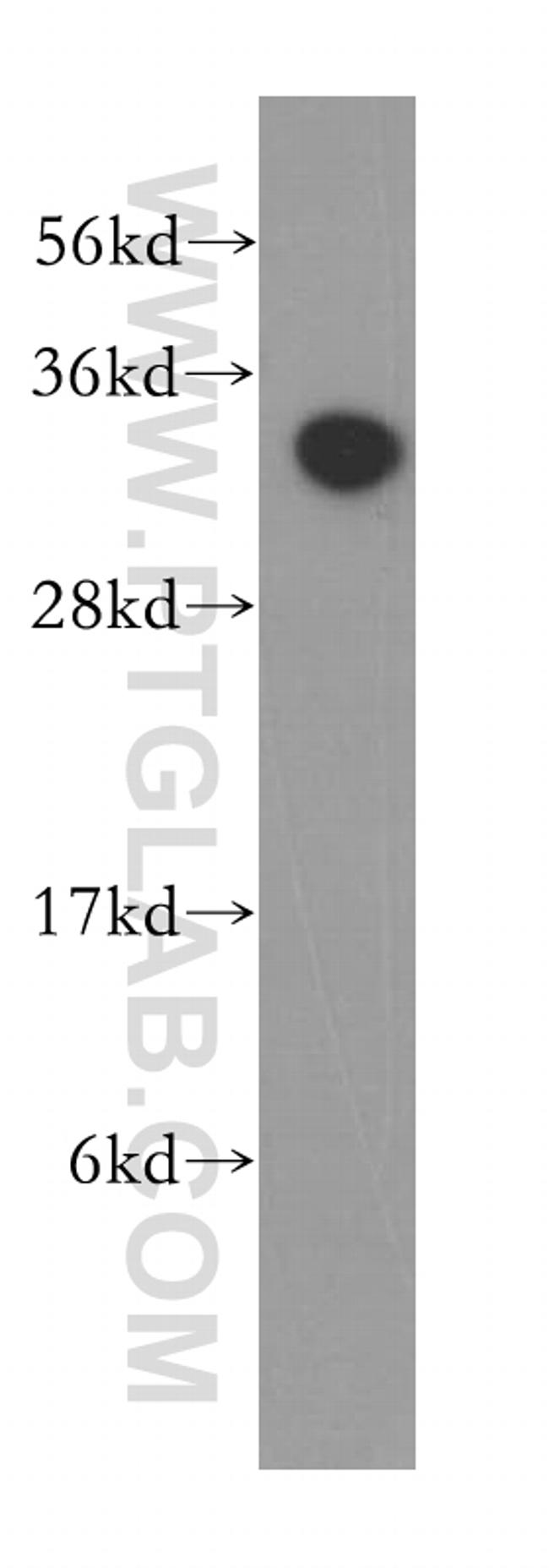 HAAO Antibody in Western Blot (WB)