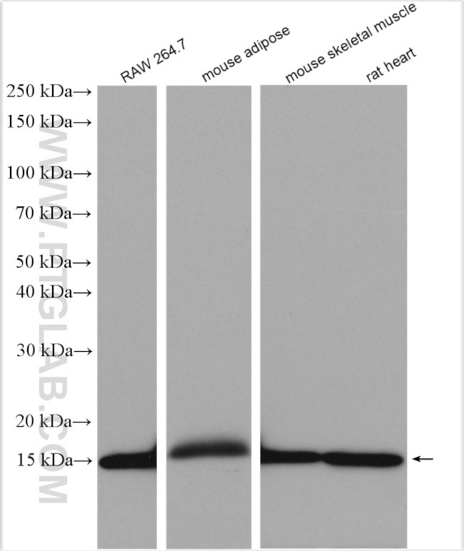 FABP4 Antibody in Western Blot (WB)