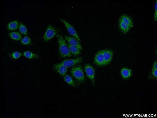 VPS26A Antibody in Immunocytochemistry (ICC/IF)