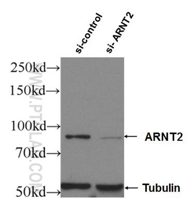 ARNT2 Antibody in Western Blot (WB)