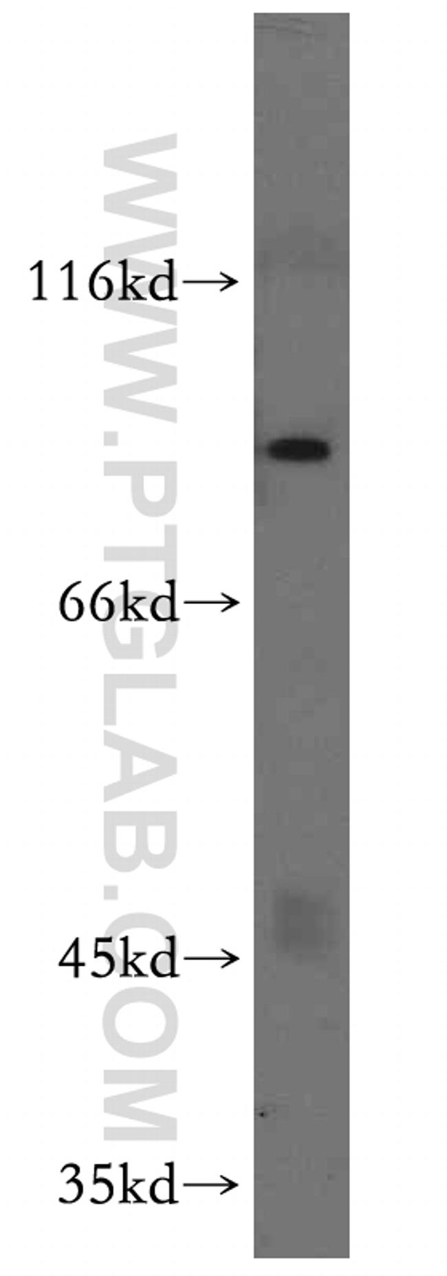 ARNT2 Antibody in Western Blot (WB)