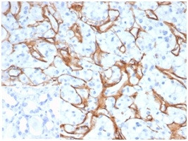 Collagen IV (COL4A1/COL4A2) Antibody in Immunohistochemistry (Paraffin) (IHC (P))