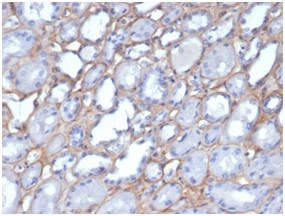 Collagen IV (COL4A1/COL4A2) Antibody in Immunohistochemistry (Paraffin) (IHC (P))