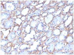 Collagen IV (COL4A1/COL4A2) Antibody in Immunohistochemistry (Paraffin) (IHC (P))