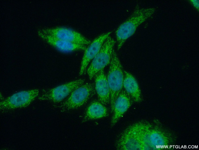 SUPV3L1 Antibody in Immunocytochemistry (ICC/IF)