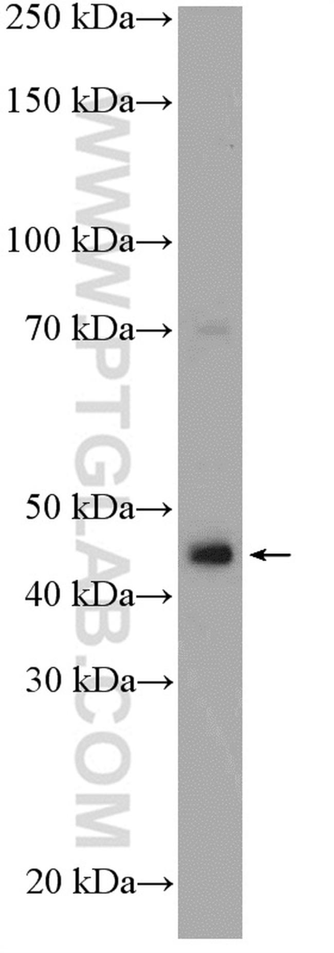 XK Antibody in Western Blot (WB)