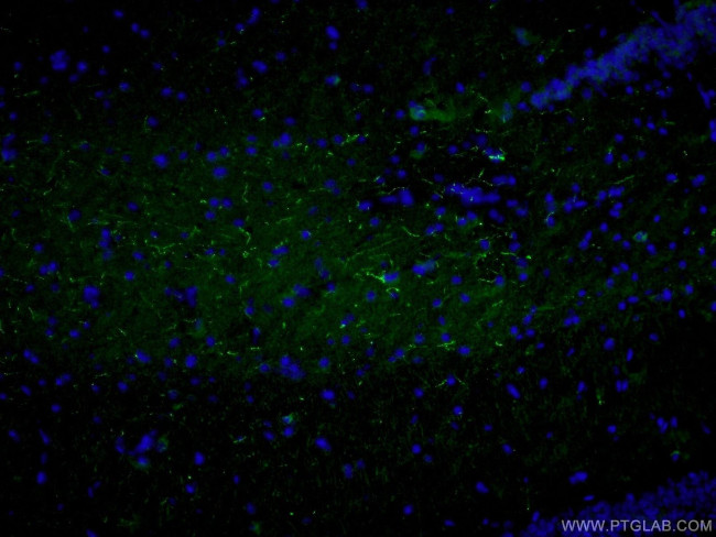 Neuropeptide Y Antibody in Immunohistochemistry (PFA fixed) (IHC (PFA))