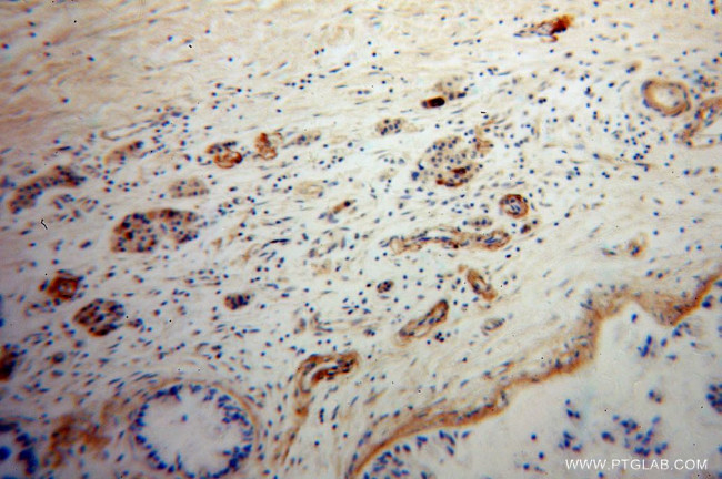 Neuropeptide Y Antibody in Immunohistochemistry (Paraffin) (IHC (P))