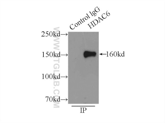 HDAC6 Antibody in Immunoprecipitation (IP)