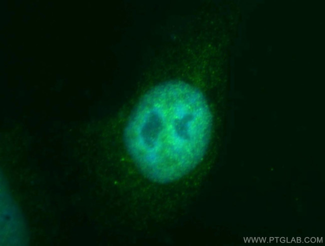 KDM3A/JMJD1A Antibody in Immunocytochemistry (ICC/IF)