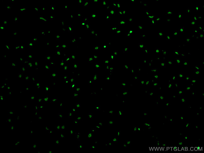 SMARCD3 Antibody in Immunohistochemistry (PFA fixed) (IHC (PFA))