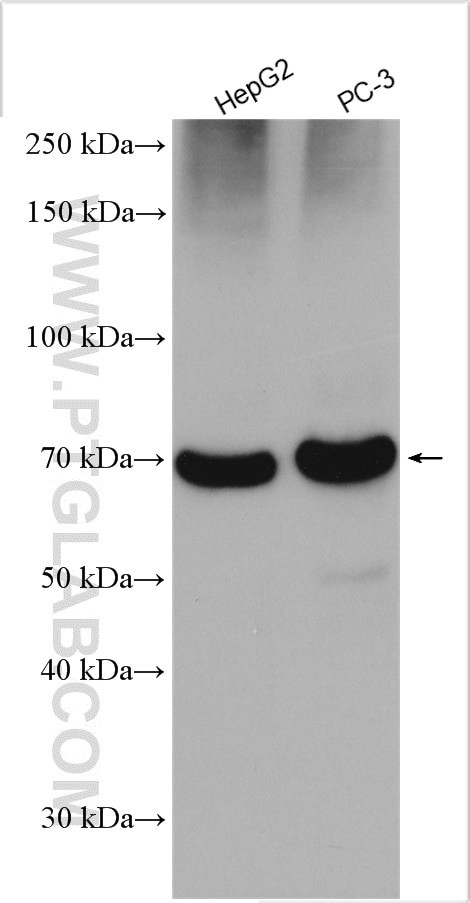 LGTN Antibody in Western Blot (WB)