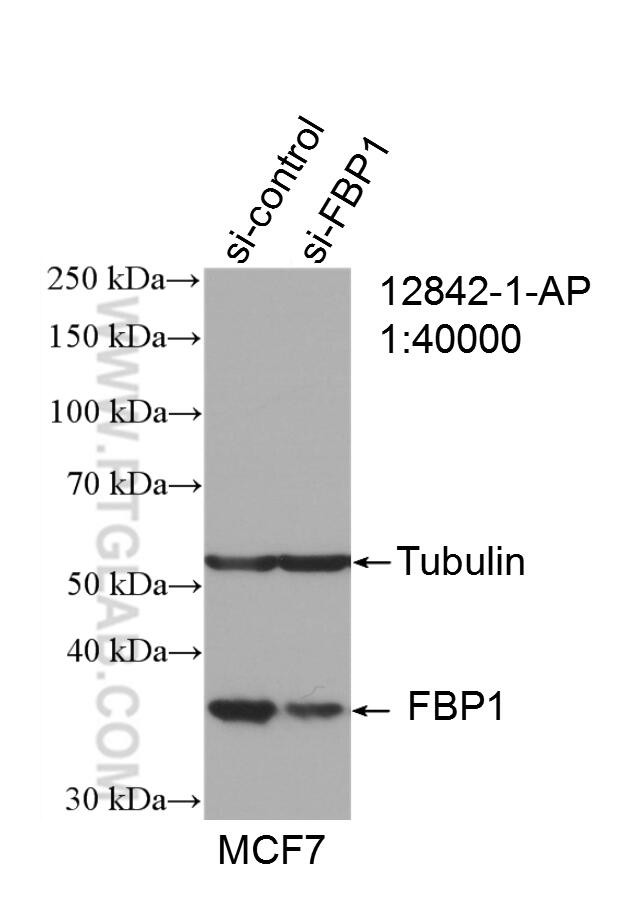 FBP1 Antibody in Western Blot (WB)