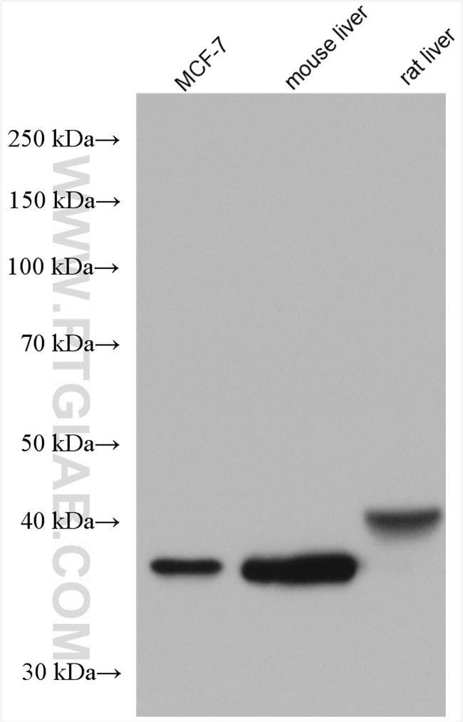 FBP1 Antibody in Western Blot (WB)