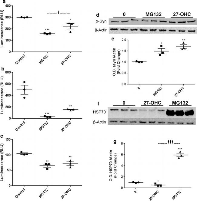 HSP70 Antibody in Western Blot (WB)