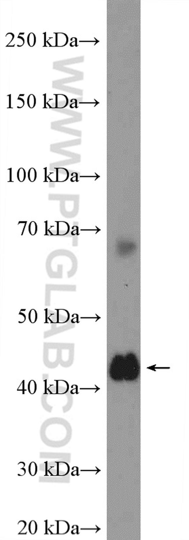 RPP38 Antibody in Western Blot (WB)