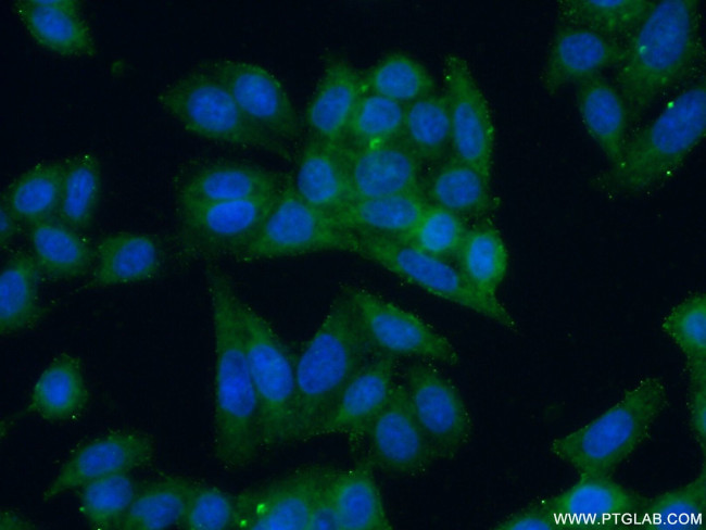 GJB3 Antibody in Immunocytochemistry (ICC/IF)