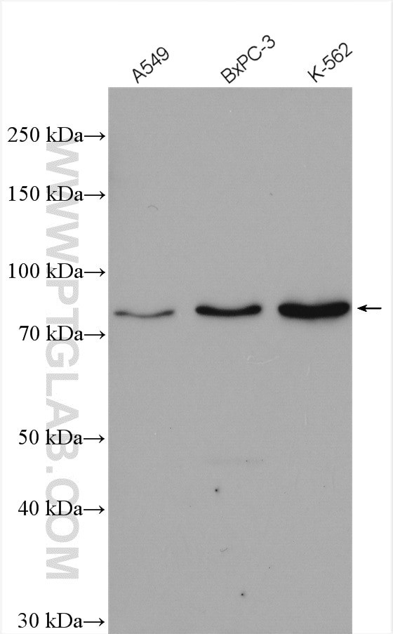 CUL1 Antibody in Western Blot (WB)