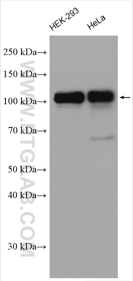 CUL4B Antibody in Western Blot (WB)