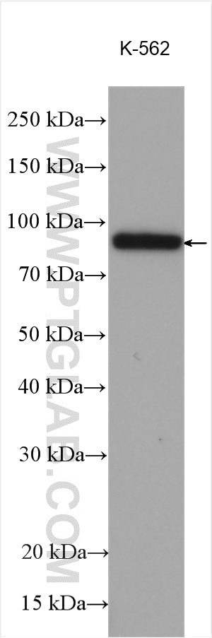 PDE4D Antibody in Western Blot (WB)